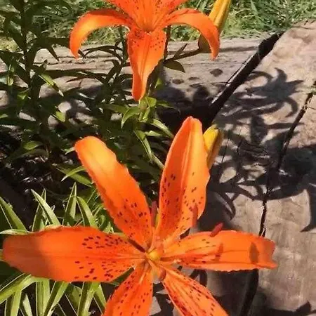 Feriehus Entrepinos Ávila