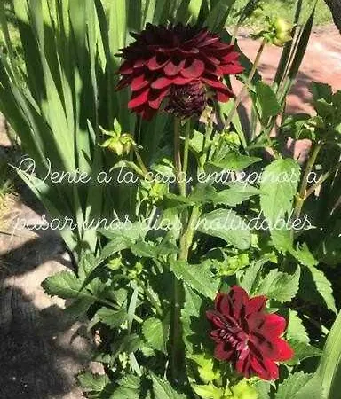 Entrepinos 度假居 Ávila