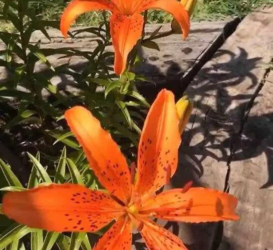 펜션 Entrepinos Ávila